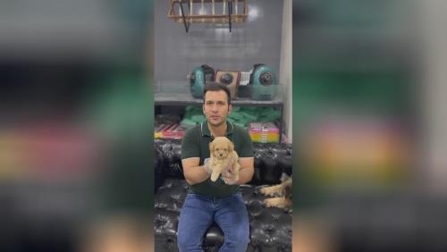 تاینی پودل به رنگ اپریکات تولید داخل فوق العاده بینظیر در قیمت سگ پودل