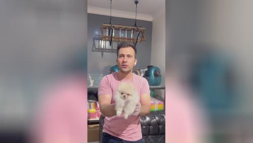 خرید پامرانین خرسی 