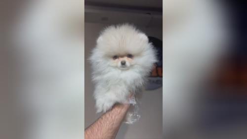 خرید پامرانین خرسی 