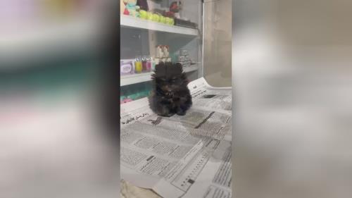 خرید پامرانین خرسی 