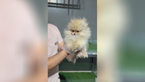 خرید پامرانین خرسی 