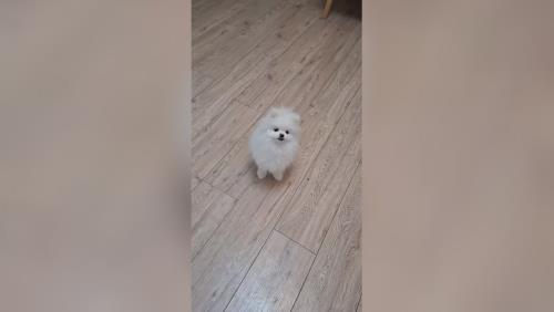 خرید پامرانین خرسی 