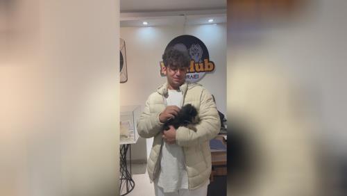 خرید پامرانین خرسی 