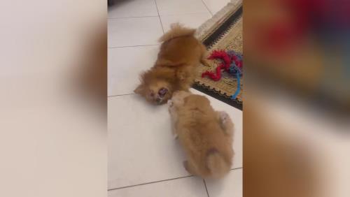 خرید پامرانین خرسی 