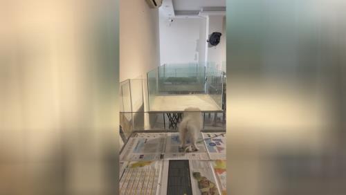 خرید پامرانین خرسی 