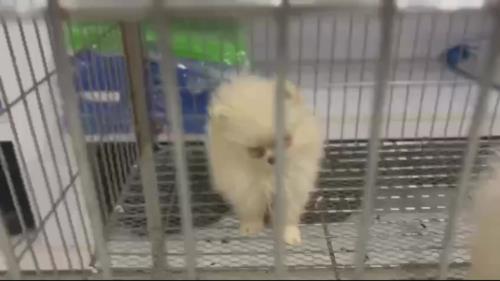 خرید پامرانین خرسی 