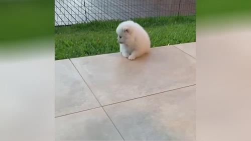 خرید پامرانین خرسی 