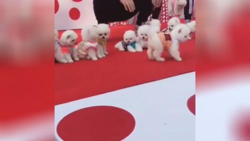 خرید پامرانین خرسی 