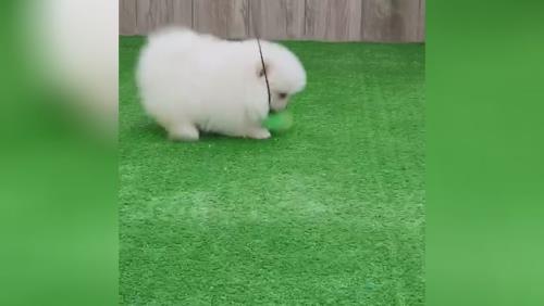 خرید پامرانین خرسی 