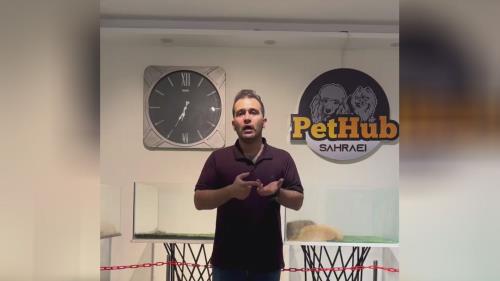 قیمت سگ پودل 