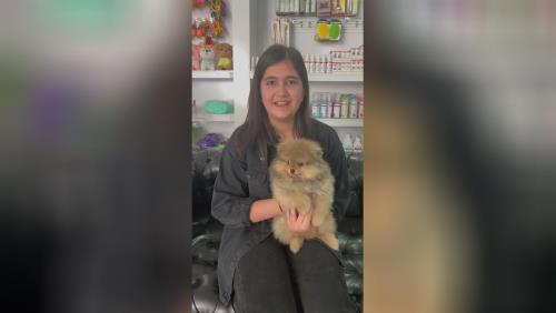 خرید پامرانین خرسی 