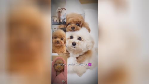 قیمت سگ پودل 