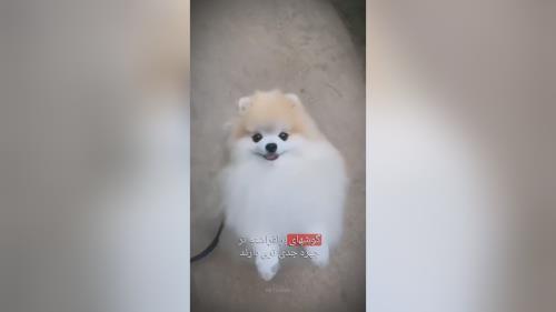 خرید پامرانین خرسی 