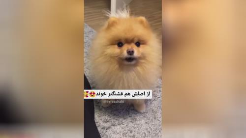 خرید پامرانین خرسی 