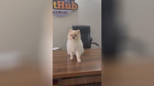 خرید پامرانین خرسی 