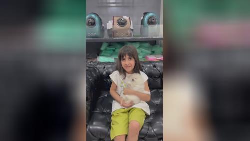 خرید پامرانین خرسی 