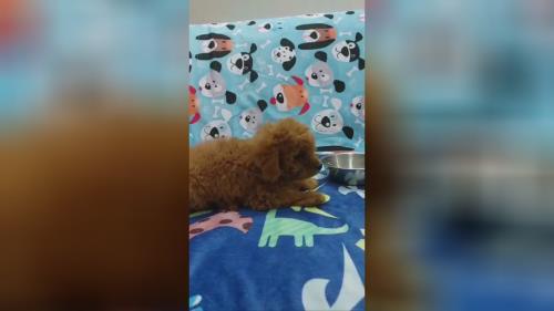 توی پودل 🐶 وارداتی🇷🇺 نر🧍و ماده🧍♀️ کیفیت بمب💣 تراکم مو🤌 دارک رد☕️ سن : 2 ماه مدارک پاسپورت میکروچیپ پاپی کارت🪪 ❌قیمت :50میلیون❌ 📍دهکده المپیک📍 💎پت هاب بزرگترین وارد کننده و تخصصی ترین تولید کننده سگ نژاد پامرانین در ایران برای اطلاعات بیشتر و دریافت لوکیشن با شماره زیر تماس بگیرید💎 09123035836 ⭐️صحرایی 👉 09124284780 09305629393 ⭐️