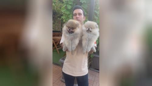 خرید پامرانین خرسی 