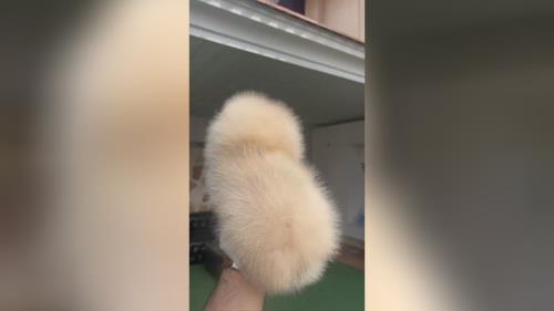 خرید پامرانین خرسی 