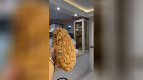 😍دوستانی که منتظر توی پودل رنگ رد داخلی با کیفیفت وارداتی بودن بشتابند 🧍یه دختر یه پسر🧍♀️ دو ماهه✅ یک دوز واکسن خوردن انگل تراپی هم شدن💉 شناسنامه دارند🪪 کیفیت عالی🤌 مولدین وارداتی🇷🇺 ❌قیمت : تماس و یا pv❌ 📍دهکده المپیک📍 💎پت هاب بزرگترین وارد کننده و تخصصی ترین تولید کننده سگ نژاد پامرانین و پودل در ایران برای اطلاعات بیشتر و دریافت لوکیشن با شماره زیر تماس بگیرید💎 09123035836 ⭐️صحرایی 👉 09124284780 09305629393 ⭐️و یا pv و یا درسایت ما به آدرس زیر پیام بدید👇👇👇 کافیه روی لینک کلیک کنیدتا اطلاعات و آگاهی کامل رو به دست بیارید😉👇👇👇 https://inoti.com/iam/قیمت_سگ_پودل