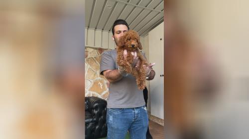 توی پودل سه ماه و نیمه وارداتی از روسیه با مدارک تکمیلی