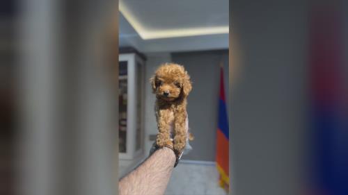 توی پودل ماده سه ماهه رنگ لایت رد ❌قیمت تماس و یا pv❌ 📍دهکده المپیک📍 💎پت هاب بزرگترین وارد کننده و تخصصی ترین تولید کننده سگ نژاد پامرانین و پودل در ایران برای اطلاعات بیشتر و دریافت لوکیشن با شماره زیر تماس بگیرید💎 09123035836 ⭐️صحرایی 👉 09124284780 09305629393 ⭐️و یا درسایت ما به آدرس زیر پیام بدید👇👇👇 کافیه روی لینک کلیک کنیدتا اطلاعات و آگاهی کامل رو به دست آورید https://inoti.com/iam/قیمت_سگ_پودل