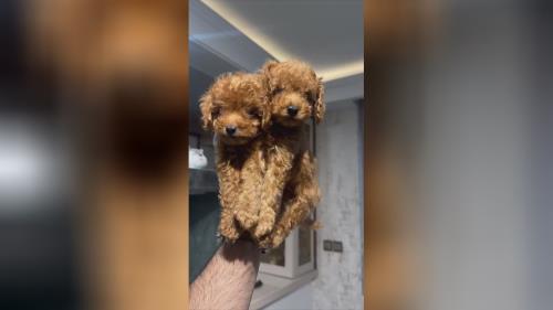 توی پودل در قیمت سگ پودل