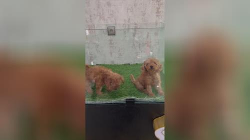 قیمت سگ پودل 