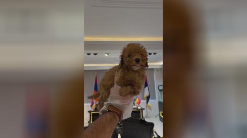 ❌تخفیف ویژه❌ پودل نر رنگ رد23 میلیون دارک رد 28 میلیون کیفیت عالی در قیمت سگ پودل 📍دهکده المپیک📍 💎پت هاب بزرگترین وارد کننده و تخصصی ترین تولید کننده سگ نژاد پامرانین و پودل در ایران برای اطلاعات بیشتر و دریافت لوکیشن با شماره زیر تماس بگیرید💎 09123035836 ⭐️صحرایی 👉 09124284780 09305629393 ⭐️و یا pv و یا درسایت ما به آدرس زیر پیام بدید👇👇👇 کافیه روی لینک کلیک کنیدتا اطلاعات و آگاهی کامل رو به دست بیارید😉👇👇👇 https://inoti.com/iam/قیمت_سگ_پودل