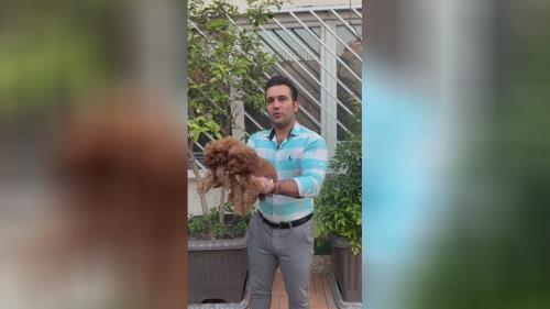 تاینی پودل 🐩 و توی پودل 🐶 وارداتی از روسیه 🇷🇺 🧍♀️نر و ماده 🧍 دو ماهه و دوماه و نیمه کیفیت بینظیر🤌 ضمانت اصالت مادام العمر😍 ❌قیمت تماس و یا pv❌ 📍دهکده المپیک📍 💎پت هاب بزرگترین وارد کننده و تخصصی ترین تولید کننده سگ نژاد پامرانین و پودل در ایران برای اطلاعات بیشتر و دریافت لوکیشن با شماره زیر تماس بگیرید💎 09123035836 ⭐️صحرایی 👉 09124284780 09305629393 ⭐️و یا pv و یا درسایت ما به آدرس زیر پیام بدید👇👇👇 کافیه روی لینک کلیک کنیدتا اطلاعات و آگاهی کامل رو به دست بیارید👇👇👇 https://inoti.com/iam/قیمت_سگ_پودل