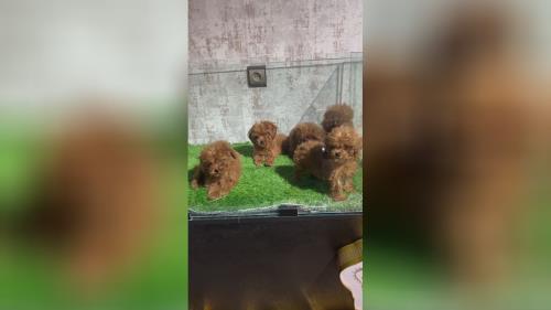 تاینی پودل 🐩 و توی پودل 🐶 وارداتی از روسیه 🇷🇺 🧍♀️نر و ماده 🧍 دو ماهه و دوماه و نیمه کیفیت بینظیر🤌 ضمانت اصالت مادام العمر😍 ❌قیمت تماس و یا pv❌ 📍دهکده المپیک📍 💎پت هاب بزرگترین وارد کننده و تخصصی ترین تولید کننده سگ نژاد پامرانین و پودل در ایران برای اطلاعات بیشتر و دریافت لوکیشن با شماره زیر تماس بگیرید💎 09123035836 ⭐️صحرایی 👉 09124284780 09305629393 ⭐️و یا pv و یا درسایت ما به آدرس زیر پیام بدید👇👇👇 کافیه روی لینک کلیک کنیدتا اطلاعات و آگاهی کامل رو به دست بیارید👇👇👇 https://inoti.com/iam/قیمت_سگ_پودل