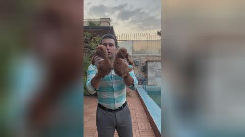 تاینی پودل 🐩 و توی پودل 🐶 وارداتی از روسیه 🇷🇺 🧍♀️نر و ماده 🧍 دو ماهه و دوماه و نیمه کیفیت بینظیر🤌 ضمانت اصالت مادام العمر😍 ❌قیمت تماس و یا pv❌ 📍دهکده المپیک📍 💎پت هاب بزرگترین وارد کننده و تخصصی ترین تولید کننده سگ نژاد پامرانین و پودل در ایران برای اطلاعات بیشتر و دریافت لوکیشن با شماره زیر تماس بگیرید💎 09123035836 ⭐️صحرایی 👉 09124284780 09305629393 ⭐️و یا pv و یا درسایت ما به آدرس زیر پیام بدید👇👇👇 کافیه روی لینک کلیک کنیدتا اطلاعات و آگاهی کامل رو به دست بیارید👇👇