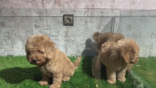 توی پودل جنسیت نر رنگ اپیکات سه ماهه یک دوز واکسن شناسنامه دارد بهترین ها رو از قیمت سگ پودل بخواهید