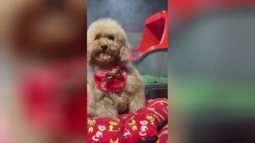 توی پودل جنسیت نر رنگ اپیکات سه ماهه یک دوز واکسن شناسنامه دارد بهترین ها رو از قیمت سگ پودل بخواهید