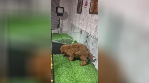 توی پودل وارداتی دارک رد جنسیت نر سه ماه و نیمه وارداتی از روسیه با داکیومنت تکمیل بهترینها در قیمت سگ پودل