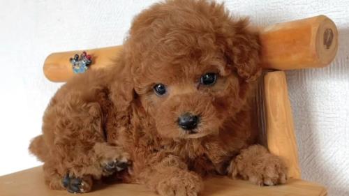 توی پودل رد و دارک رد جنسیت هر دو ماده کیفیت بسیاررر عالی دوماهه ❌قیمت :تماس❌ 📍دهکده المپیک📍 💎پت هاب بزرگترین وارد کننده و تخصصی ترین تولید کننده سگ نژاد پامرانین و پودل در ایران برای اطلاعات بیشتر و دریافت لوکیشن با شماره زیر تماس بگیرید💎 09123035836 ⭐️صحرایی 👉 09124284780 09305629393 ⭐️و یا pv و یا درسایت ما به آدرس زیر پیام بدید👇👇👇 کافیه روی لینک کلیک کنیدتا اطلاعات و آگاهی کامل رو به دست بیارید😉👇👇👇 https://inoti.com/iam/خرید_پامرانین_خرسی https://inoti.com/iam/قیمت_سگ_پودل