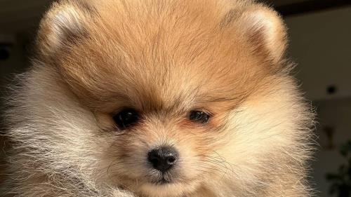 خرید پامرانین خرسی 