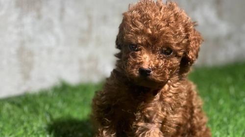 توی پودل رد جنسیت ماده کیفیت بسیاررر عالی دوماهه ❌قیمت :تماس❌ 📍دهکده المپیک📍 💎پت هاب بزرگترین وارد کننده و تخصصی ترین تولید کننده سگ نژاد پامرانین و پودل در ایران برای اطلاعات بیشتر و دریافت لوکیشن با شماره زیر تماس بگیرید💎 09123035836 ⭐️صحرایی 👉 09124284780 09305629393 ⭐️و یا pv و یا درسایت ما به آدرس زیر پیام بدید👇👇👇 کافیه روی لینک کلیک کنیدتا اطلاعات و آگاهی کامل رو به دست بیارید😉👇👇👇 https://inoti.com/iam/خرید_پامرانین_خرسی https://inoti.com/iam/قیمت_سگ_پودل