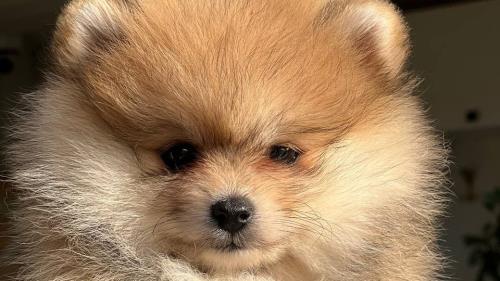 خرید پامرانین خرسی 