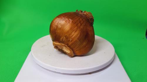 آموزش کاشت پیاز نرگس گلسرای پردیسان علیرضا سلطانی گیاه پزشکی رایگان