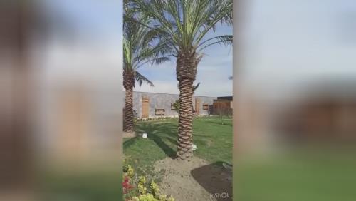 فروش درخت نخل در سراسر کشور 