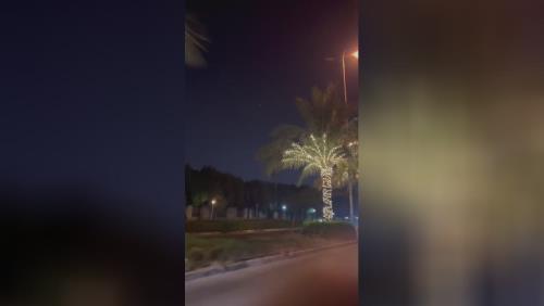 فروش درخت نخل در سراسر کشور 