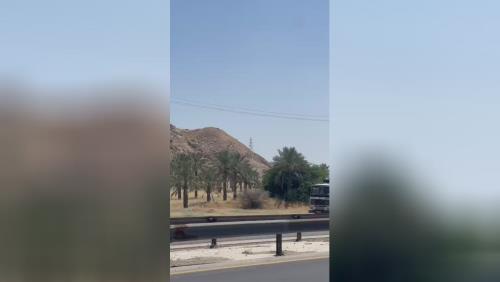 فروش درخت نخل در سراسر کشور 