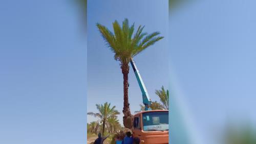 فروش درخت نخل در سراسر کشور 