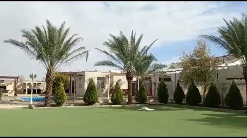 فروش درخت نخل در سراسر کشور 