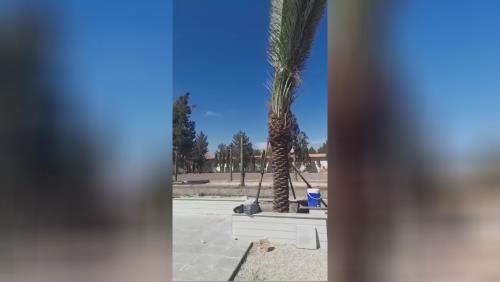 فروش درخت نخل در سراسر کشور 