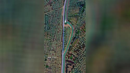 فروش درخت نخل در سراسر کشور 