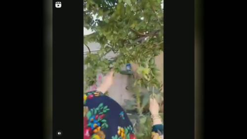 هلی کتنی عصرونه جذاب مازندرانی در فصل بهار