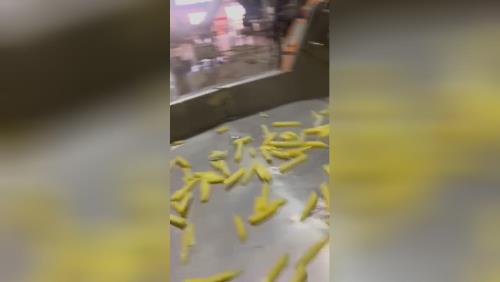 تولید و صادرات سیب خلال نیمه سرخ شده منجمد 