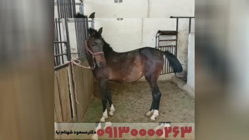 خوراک دام وطیور در اصفهان 